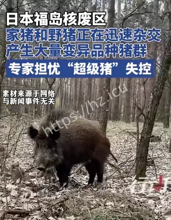 日本野猪变超级猪